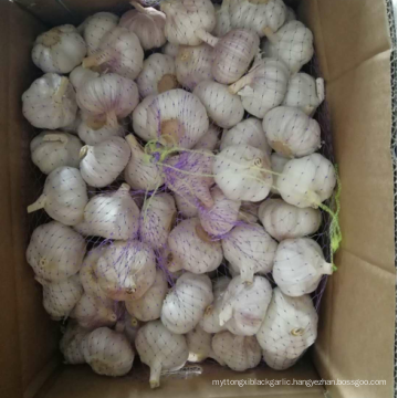 China fresh garlic new crop supply 50-60mm, high quality normal white garlic export